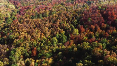 Bulgarischer-Herbstwald,-Natürliche-Schönheit,-Farbenfroher-Malerischer-Drohnenflug