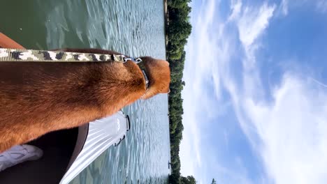 Un-Emocionado-Perro-Shiba-Inu-Monta-Un-Kayak,-Admirando-El-Sereno-Lago-De-Las-Montañas-De-Los-Cárpatos-En-Rumania,-Capturado-En-Imágenes-Verticales-Durante-El-Día.