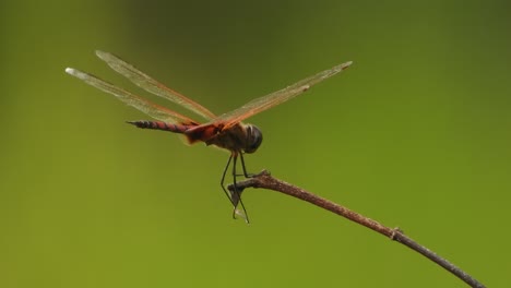 Dragonfly-in-wind---wings-