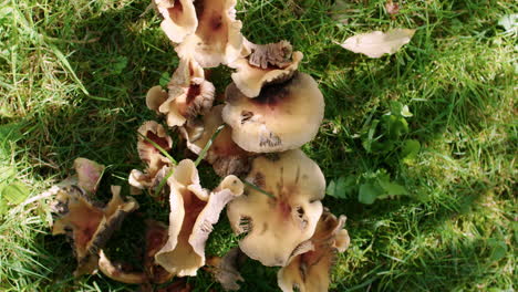 Top-down-shot-of-Chanterelles-mushrooms-growing-in-a-garden