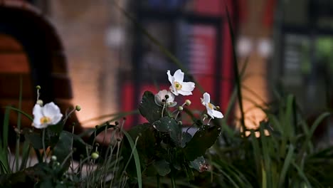 Flowers-within-Bankside-Yards,-London,-United-Kingdom