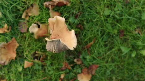 Top-down-shot-of-a-single-yellow-mushroom