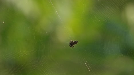 Spider-making-web---eyes-