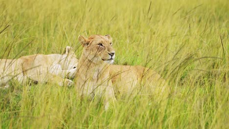 Pride-of-Lions-in-Long-Savanna-Grass,-African-Wildlife-Safari-Animal-in-Maasai-Mara-National-Reserve-in-Kenya,-Africa,-Portrait-of-Two-Female-Lioness-Close-Up-in-Savannah-Grasses-from-Low-Angle