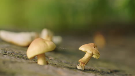 Close-up-shot-of-very-small-mushrooms-growing-on-the-top-of-a-tree-stomp