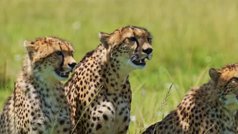 Slow-Motion-of-Cheetah-Family-Close-Up-Portrait-in-Africa,-Mother-and-Cute-Young-Baby-Cubs-with-Mum-in-Masai-Mara,-Kenya,-Sitting-in-Long-Green-Grass-Savanna-Plains,-African-Wildlife-Safari-Animals