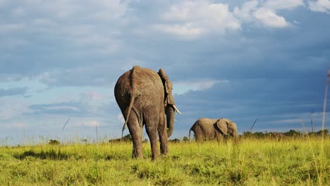 Slow-Motion-Shot-of-Back-of-big-Elephant-walking-away-from-camera-with-stormy-clouds-above,-African-Wildlife-in-Maasai-Mara-National-Reserve,-Kenya,-Africa-Safari-Animals-in-Masai-Mara