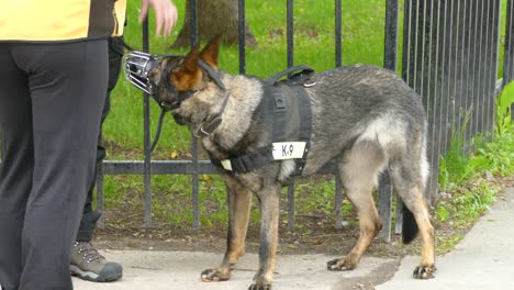 Detalle-De-Un-Perro-Guardián-Con-Bozal-Durante-Una-Manifestación-En-La-Cumbre-Del-G7