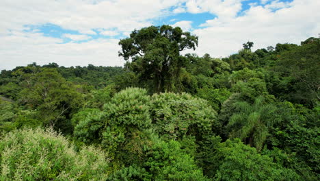 Vista-De-Drone-De-Un-árbol-De-Palo-De-Rosa-Con-Selva-Nativa