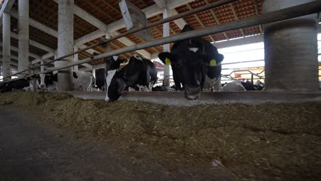 Cows-Grazing-in-an-Organic-Stall,-Providing-Fresh-Dairy-Products-on-a-Picturesque-Rural-Farmland,-Healthy-Domestic