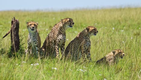 Toma-En-Cámara-Lenta-De-Un-Grupo-De-Guepardos-Usando-Un-árbol-De-Acacia-Para-Dar-Sombra,-Refrescándose-Del-Brillante-Sol-De-Masai-Mara,-La-Vida-Silvestre-Africana-En-La-Reserva-Nacional-De-Masai-Mara,-Kenia,-Animales-De-Safari-En-áfrica