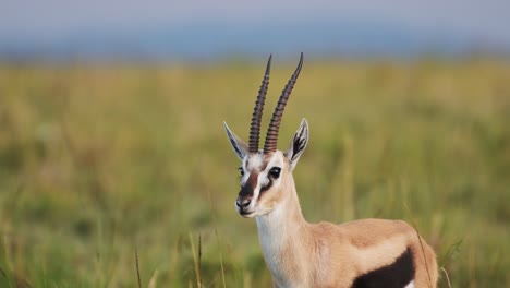 Slow-Motion-Shot-of-Gazelle-standing-still-not-moving-within-tranquil-greenery-and-yellow-grass,-African-Wildlife-in-Maasai-Mara-National-Reserve,-Kenya,-Africa-Safari-Animals-in-Masai-Mara