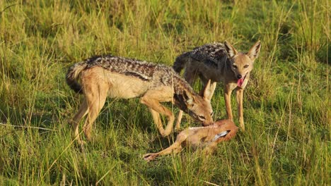 Slow-Motion-Shot-of-Two-Jackals-eating-prey-in-tall-grass,-looking-out-for-scavengers-while-feeding-on-antelope,-African-Wildlife-in-Maasai-Mara-National-Reserve,-Kenya,-Africa-Safari-Animals