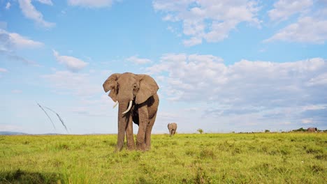 Slow-Motion-Shot-of-Elephant-playfully-swinging-trunk-towards-camera,-wide-angle-shot-of-African-Wildlife-in-Maasai-Mara-National-Reserve,-Kenya,-Africa-Safari-Animals-in-Masai-Mara-North-Conservancy