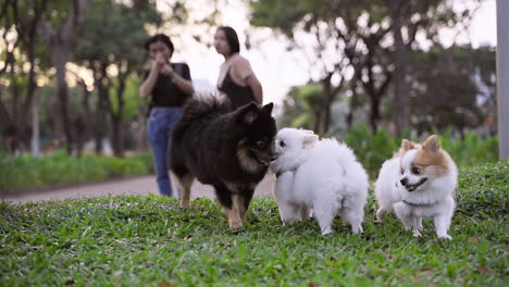 Grupo-De-Cachorros-De-Pomerania-Retozando-Juguetonamente,-Olfateando-Y-Explorando-Alegremente-Los-Alrededores-Cubiertos-De-Hierba