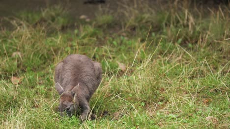 Cute-curious-brown-Australian-kangaroo-grazing-in-green-meadow,-telephoto