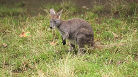 Telephoto-young-small-kangaroo-eating-in-green-meadow,-static-shot