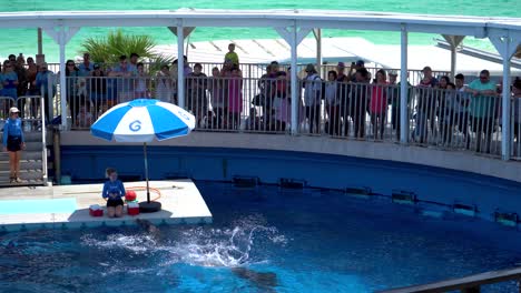 Dolphin-show-at-Gulfarium-marine-adventure-park-in-Destin-fort-walton-beach-Florida-USA