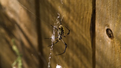 A-Yellow-Garden-Spider-Attempting-to-Lift-its-Captured-Prey---Close-Up