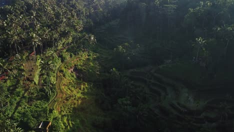 Reisfelder-Bei-Sonnenuntergang-Auf-Der-Tegalalang-Reisterrasse-Gianyar-Bali-Indonesien