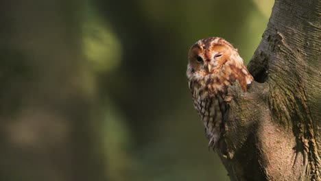 Static-close-up-shot-of-a-cute-tawny-owl-perched-on-the-edge-of-a-tree-hollow-with-one-eye-squinted-against-the-low-golden-light-of-the-sun