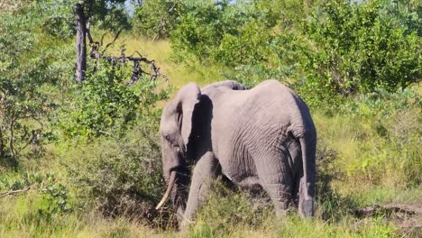 Elefante-De-Sabana-Sudafricano-Vomitando-Barro-Enfriándose