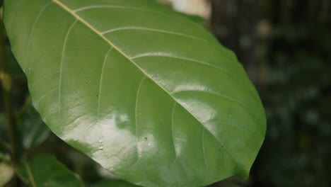 Close-up-caucasian-hand-touching-and-feeling-large-green-leaf-in-forest