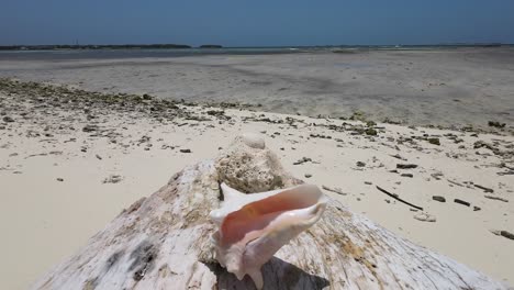 Pink-Queen-conch-on-exotic-caribbean-beach,-tilt-up-reveal-tropical-paradise-Los-Roques