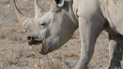 An-Observation-of-a-Black-Rhinoceros-Grazing---Close-Up