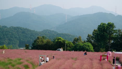 Los-Viajeros-Pasean-Por-El-Campo-De-Hierba-Rosa-Muhly-En-La-Isla-Herb---Aéreo