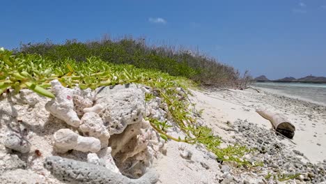 Muchos-Corales-Blancos-Amontonados-En-La-Playa-Formando-Arena-Blanca-Por-Restos-De-Organismos-Marinos