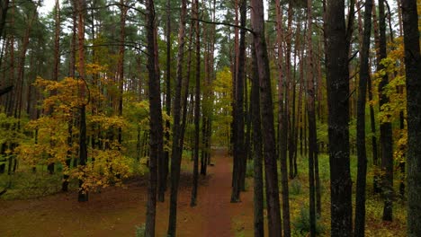 Idyllischer-Weg-Durch-Wunderschönen-Herbstwald-Mit-Gelben-Und-Grünen-Blättern