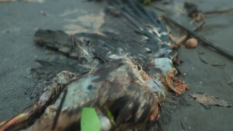 dead-bird-carcass-on-beach-carcass-on-sand,-plastic-microplastic-and-oil,-bird-mortality