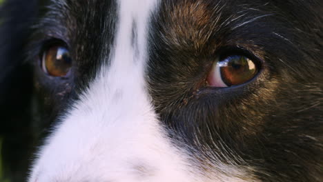 Lange-Aufnahme-Der-Augen-Eines-Niedlichen-Australischen-Schäferhundes,-Der-Sich-Umschaut-Und-In-Die-Kameralinse-Blickt
