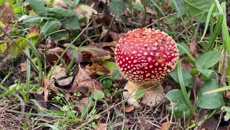 Closeup-Of-Fly-Agaric-Mushroom-Growing-In-The-Wilderness