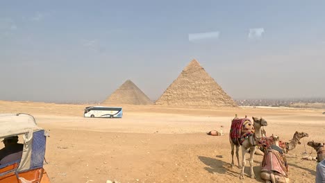 A-drive-by-resting-camels,-a-bus,-and-pyramids-in-the-Egyptian-desert