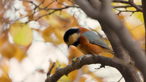 Varied-tit-eating-pine-nut-or-pinoli-perched-on-tree-branch-in-autumn