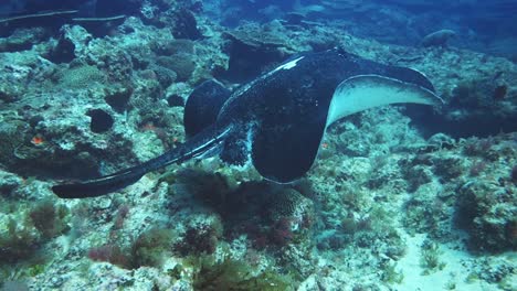 Tracking-shot-of-peaceful-Eagle-Ray-floating-through-Coral-Reef-Slow-Motion