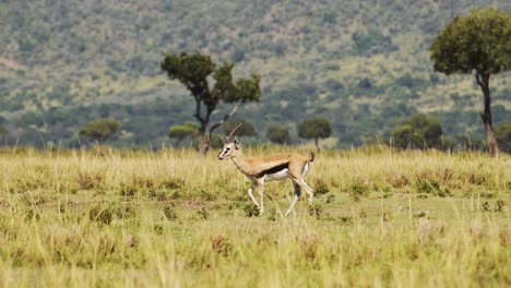 Toma-En-Cámara-Lenta-De-Gacela-Caminando-Con-Gracia-Entre-Hermosa-Vegetación,-Vida-Silvestre-Africana-En-La-Reserva-Nacional-Masai-Mara,-Kenia,-Animales-De-Safari-Africanos-En-La-Conservación-Del-Norte-De-Masai-Mara