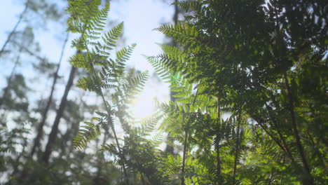 Autumn-sunlight-passing-through-fern-leaves-in-windy-English-woodland