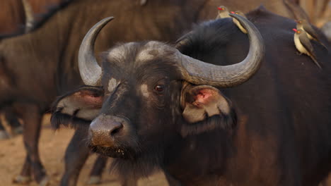 Close-up-of-a-big-african-buffalo-looking-at-camera-with-cute-birds-resting-over-his-body,-with-amazing-sunset-lighting