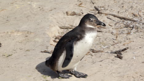 Nahaufnahme-Eines-Jungen-Afrikanischen-Pinguins-Allein-Im-Sand,-Beim-Spaziergang-Am-Boulders-Beach,-Kaphalbinsel,-Südafrika