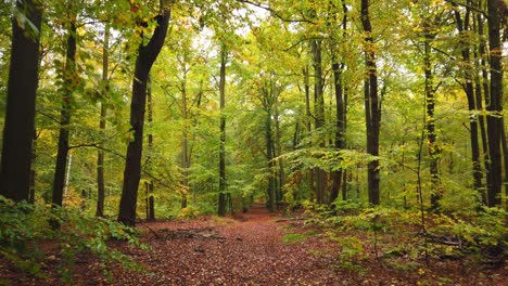 POV-Beim-Spaziergang-Durch-Einen-Wunderschönen-Wald-Mit-Blättern-Auf-Dem-Boden