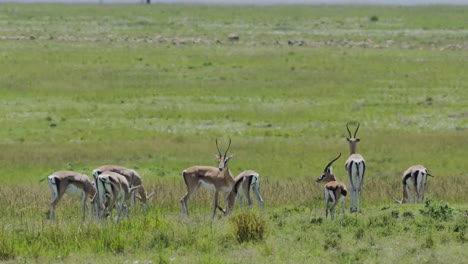 Toma-En-Cámara-Lenta-De-Gacelas-Pastando-En-La-Sabana-En-Una-Manada-Entre-Un-Delicioso-Safari-Verde-Y-Brillante,-Vida-Silvestre-Africana-En-La-Reserva-Nacional-Masai-Mara,-Kenia