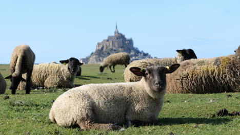 Die-Pastorale-Szene-Rund-Um-Den-Mont-Saint-Michel-Zeichnet-Sich-Durch-Schafe-Und-Hügelige-Landschaften-Aus