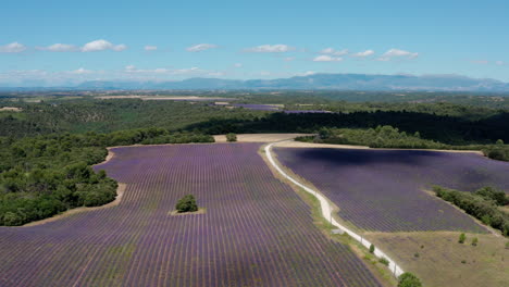 Landschaft-über-Lavendelfeldern-In-Frankreich-Provence-Sonniger-Sommertag