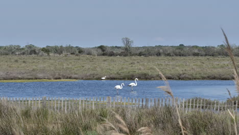 Camargue-Teich-Mit-Flamingos-Frankreich-Sonniger-Tag