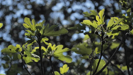 Wunderschöner-Feigenbaum,-Der-In-Der-Sonne-In-Der-Nähe-Von-Südfrankreich-Wächst