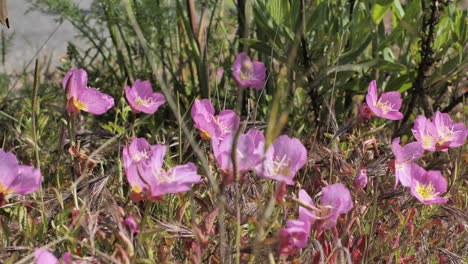 Südfrankreich-Vegetation-Lila-Blumen-Frankreich-Sonniger-Tag-Laurus-Nobilis-Pflanze