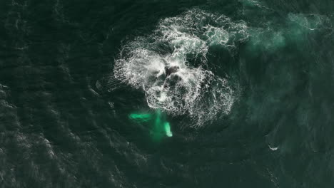 Erstaunliche-Säugetier-Buckelwal-Luftaufnahme-Von-Oben-In-Island-In-Zeitlupe